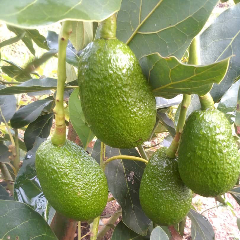 ALNABAWI%20AGRO%20PRODUCTS