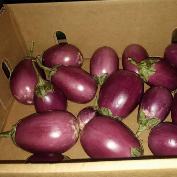 ALNABAWI%20AGRO%20PRODUCTS