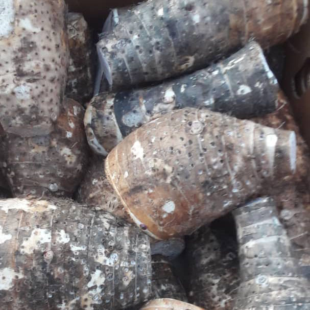 ALNABAWI%20AGRO%20PRODUCTS