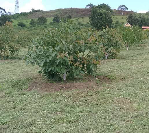 ALNABAWI%20AGRO%20PRODUCTS