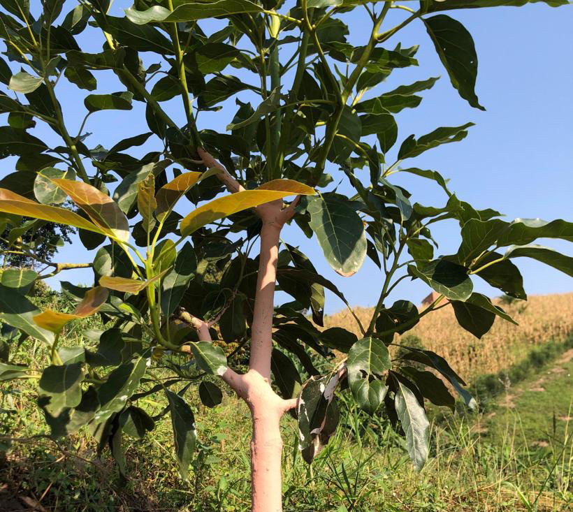 ALNABAWI%20AGRO%20PRODUCTS