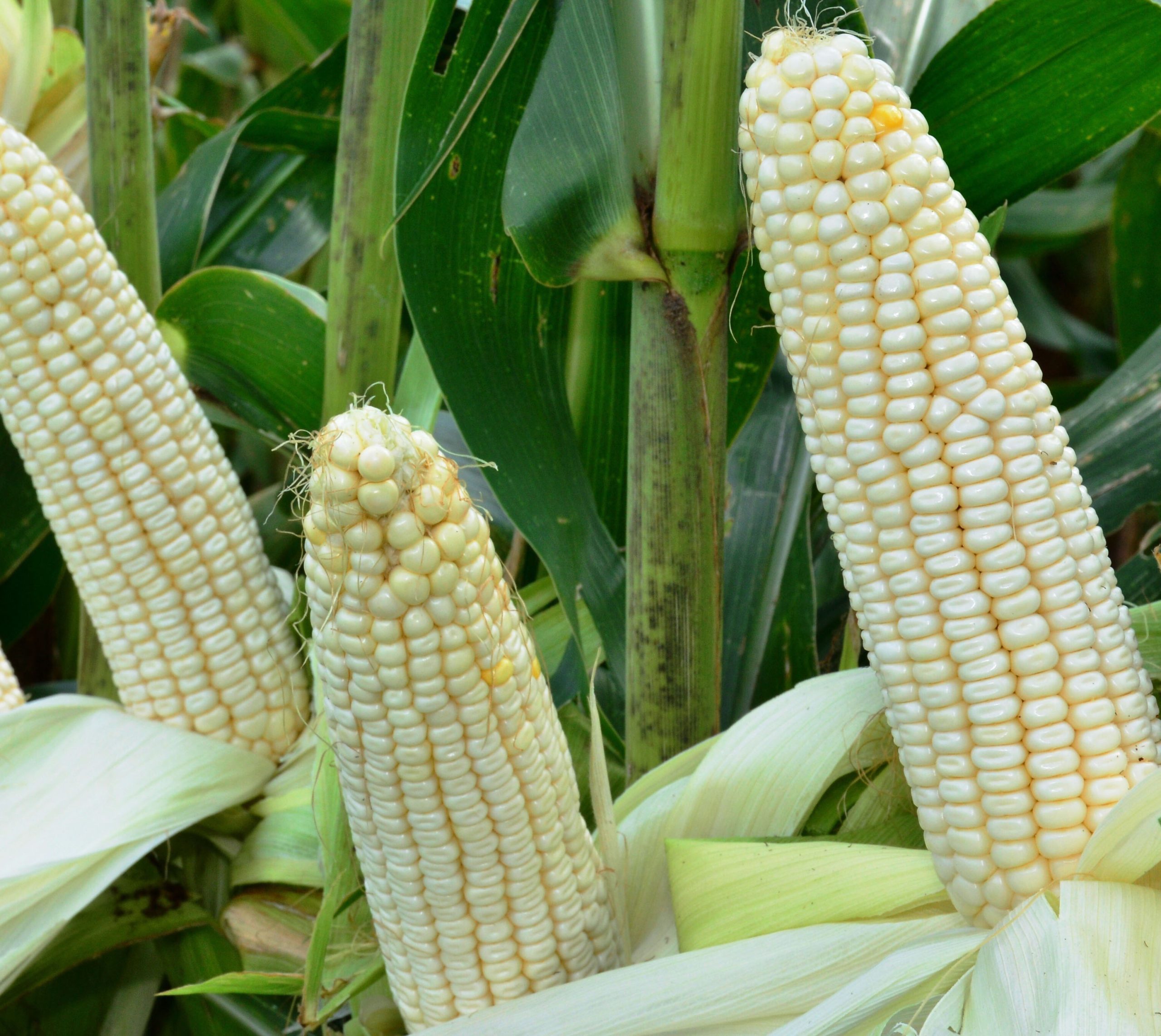 ALNABAWI%20AGRO%20PRODUCTS