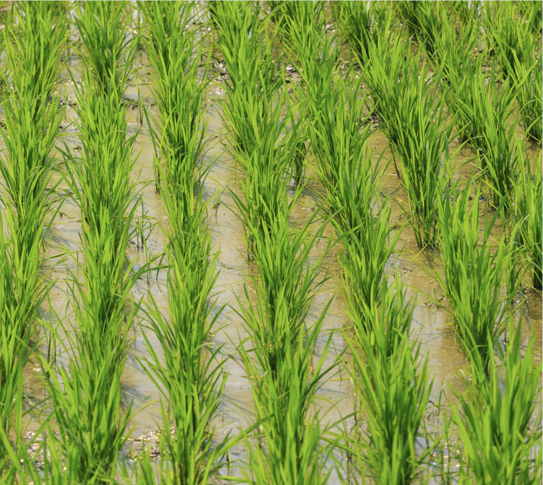 ALNABAWI%20AGRO%20PRODUCTS