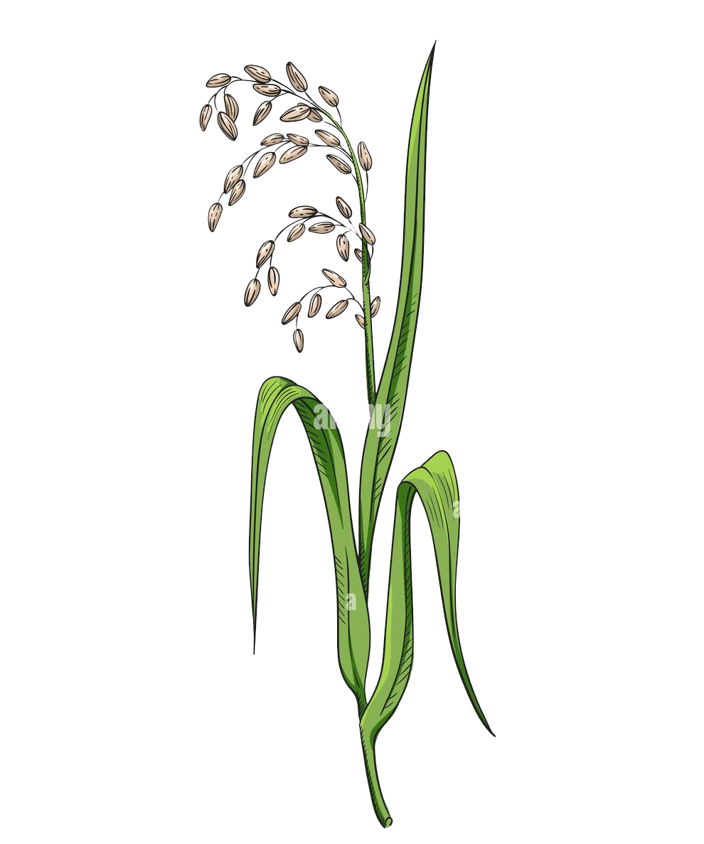 ALNABAWI%20AGRO%20PRODUCTS