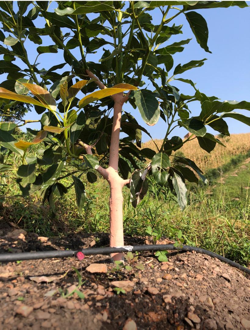 ALNABAWI%20AGRO%20PRODUCTS