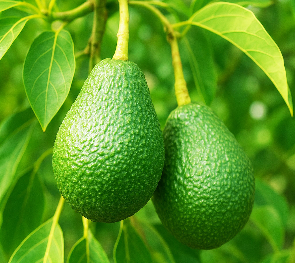 ALNABAWI%20AGRO%20PRODUCTS