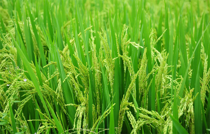 ALNABAWI%20AGRO%20PRODUCTS